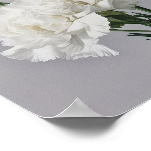 Poster d'impression de l'art des oeillets blancs (Coin)