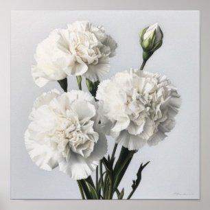 Poster d'impression de l'art des oeillets blancs