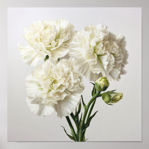 Poster d'impression de l'art des oeillets blancs