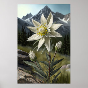 Poster d'impression de l'Art Fleur Edelweiss blanc