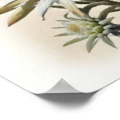 Poster d'impression de l'Art Fleur Edelweiss blanc (Coin)