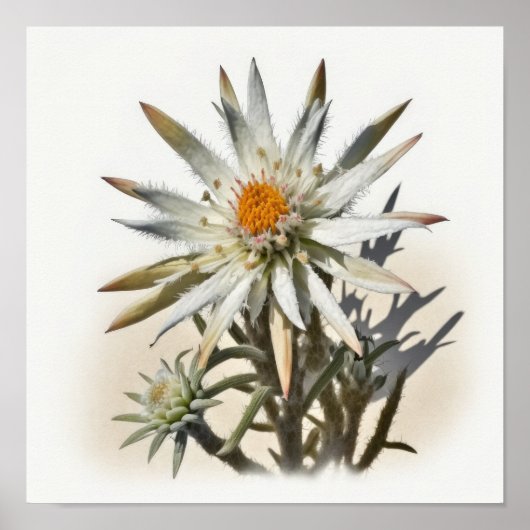 Poster d'impression de l'Art Fleur Edelweiss blanc (Devant)