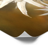 Poster d'impression de l'Art Fleur Edelweiss blanc (Coin)