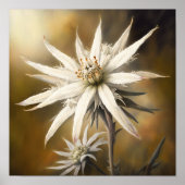 Poster d'impression de l'Art Fleur Edelweiss blanc (Devant)