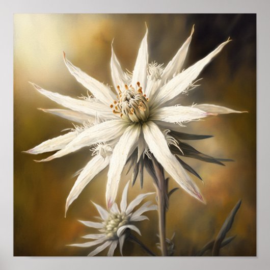 Poster d'impression de l'Art Fleur Edelweiss blanc (Devant)