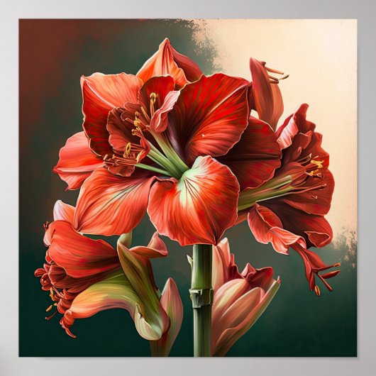 Poster d'impression de l'Art Fleur Rouge Amaryllis (Devant)