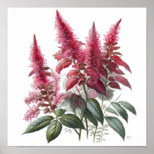 Poster d'impression de l'Art Fleur Rouge Astilbe