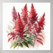 Poster d'impression de l'Art Fleur Rouge Astilbe (Devant)