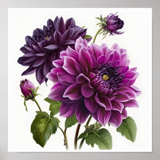 Poster d'impression de l'art floral Dahlias violet (Devant)