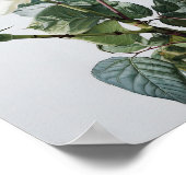 Poster d'impression de l'art floral des Roses blan (Coin)