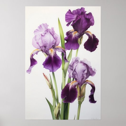 Poster d'impression de l'art floral Irises violet (Devant)