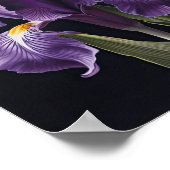 Poster d'impression de l'art floral Irises violet (Coin)