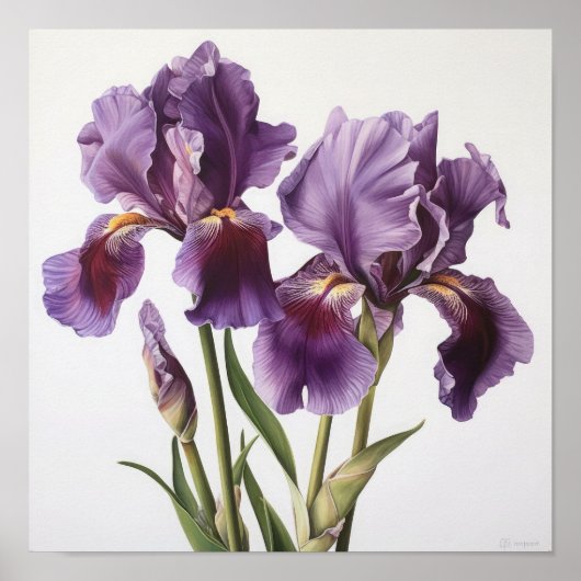 Poster d'impression de l'art floral Irises violet (Devant)