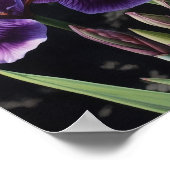 Poster d'impression de l'art floral Irises violet (Coin)