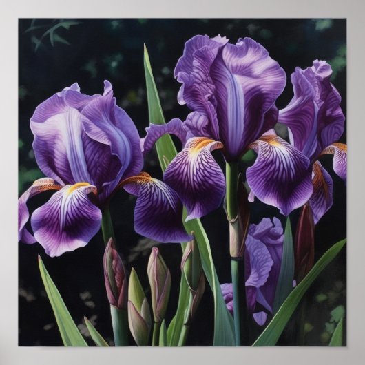Poster d'impression de l'art floral Irises violet (Devant)
