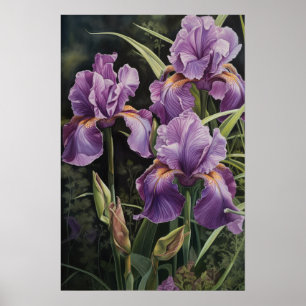 Poster d'impression de l'art floral Irises violet