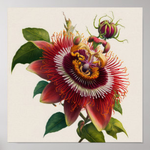 Poster d'impression de l'art floral Red Passion