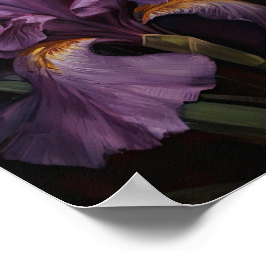 Poster d'impression de l'art Iris violet (Coin)