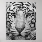 Poster d'impression de tigres noir et blanc (Devant)