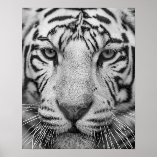 Poster d'impression de tigres noir et blanc (Devant)