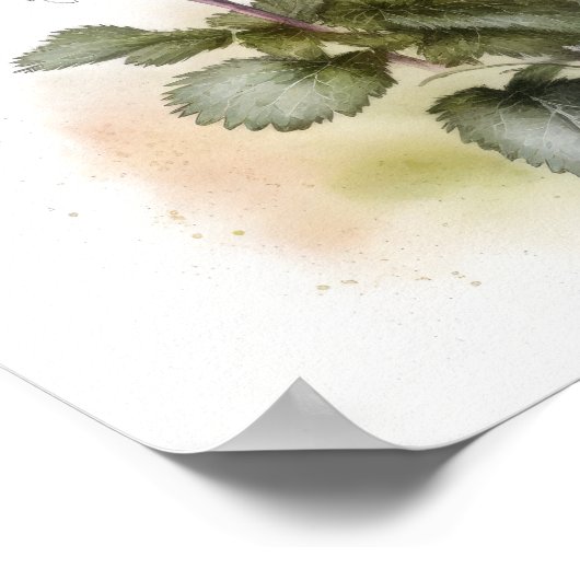 Poster d'impression de violet Primrose (Coin)