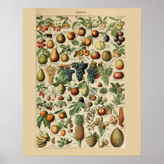Poster d'impression des fruits de lotte Adolphe
