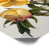 Poster d'impression des peonies jaunes (Coin)