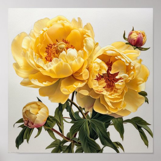 Poster d'impression des peonies jaunes (Devant)