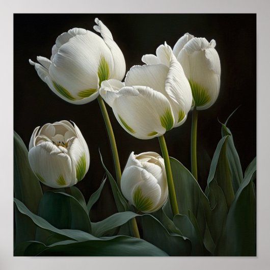 Poster d'impression des Tulipes blanches (Devant)