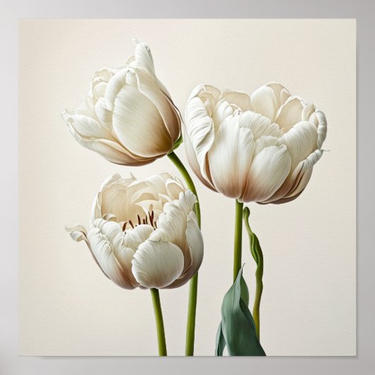 Poster d'impression des Tulipes blanches (Devant)