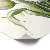 Poster d'impression des Tulipes blanches (Coin)