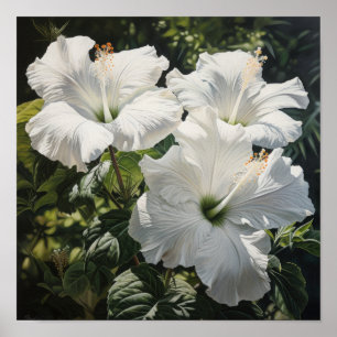 Poster d'impression d'Hibiscus blanc