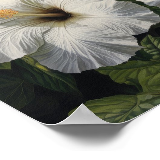 Poster d'impression d'Hibiscus blanc (Coin)