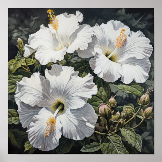 Poster d'impression d'Hibiscus blanc (Devant)