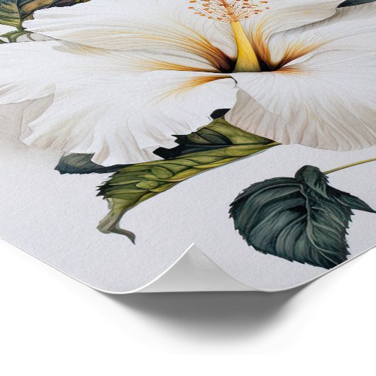 Poster d'impression d'Hibiscus blanc (Coin)