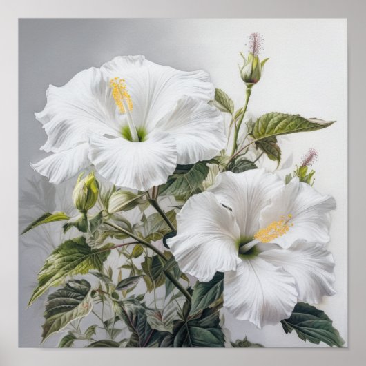 Poster d'impression d'Hibiscus blanc (Devant)