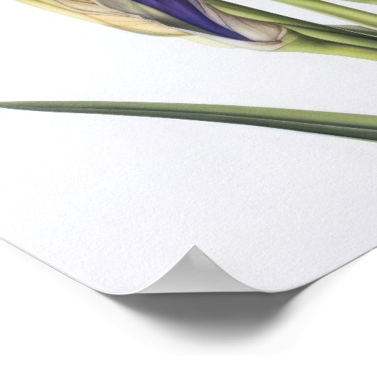 Poster d'impression d'images de fleurs irlandaises (Coin)