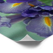 Poster d'impression d'Iris violet (Coin)