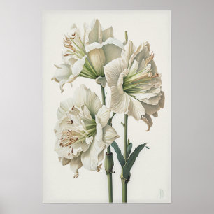 Poster d'impression en blanc Amaryllis Flower Art