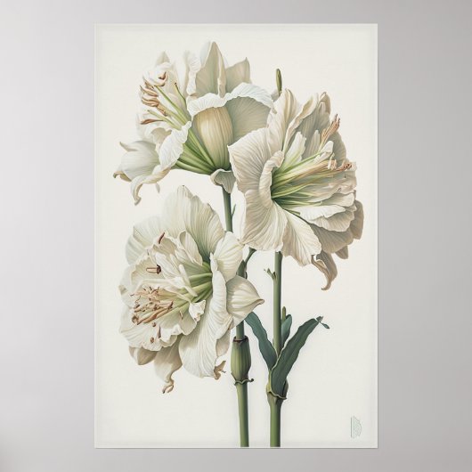 Poster d'impression en blanc Amaryllis Flower Art (Devant)