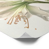 Poster d'impression en blanc Amaryllis Flower Art (Coin)