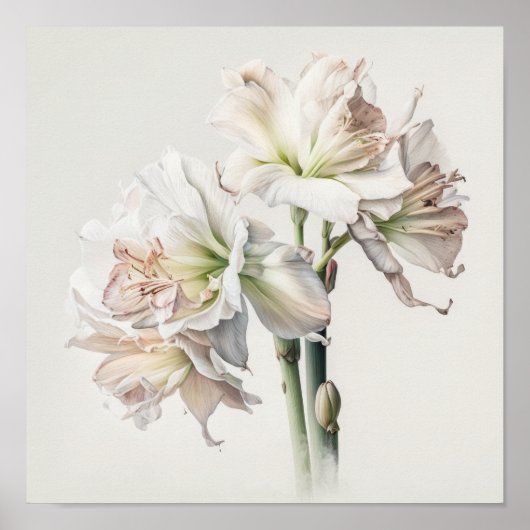 Poster d'impression en blanc Amaryllis Flower Art (Devant)