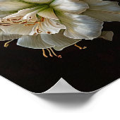 Poster d'impression en blanc Amaryllis Flower Art (Coin)