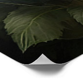 Poster d'impression en blanc Dahlias (Coin)