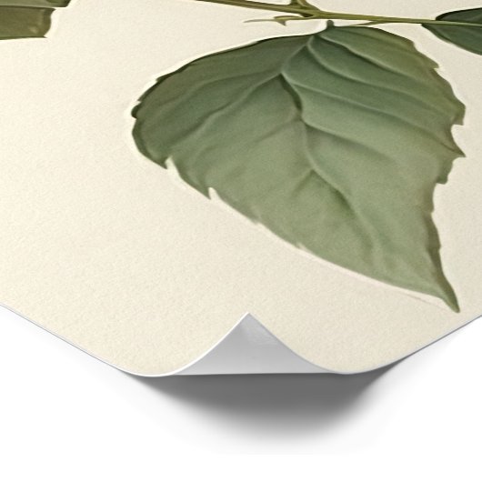 Poster d'impression en blanc Dahlias (Coin)