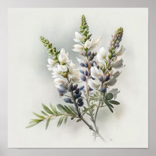 Poster d'impression en blanc Lupine Flower Art