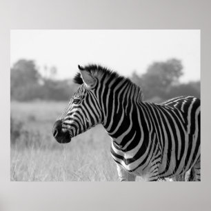 Poster d'impression en noir et blanc Zebra