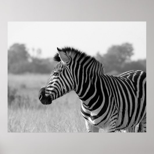 Poster d'impression en noir et blanc Zebra (Devant)