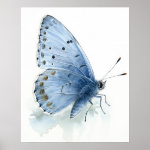 Poster d'impression Holly Blue Butterfly Art