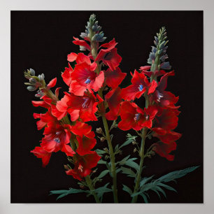 Poster d'impression Red Delphinium